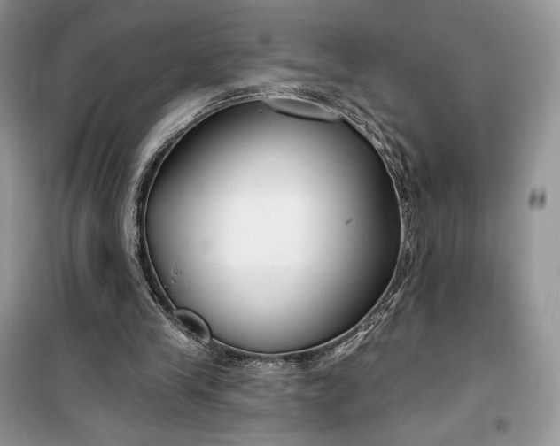 X0000099520245200805291217