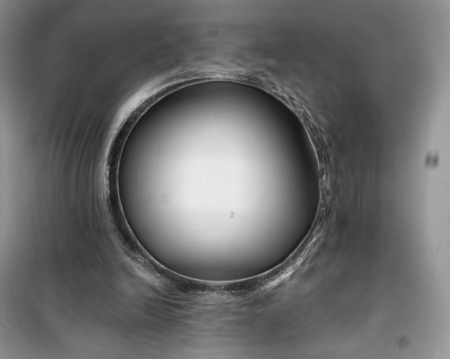 X0000099520246200805291217