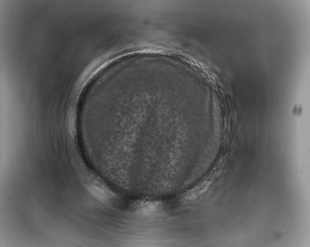 X0000099520247200805291217