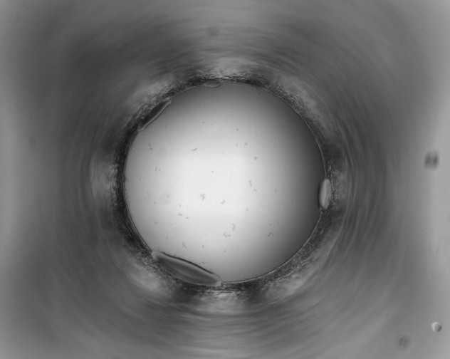 X0000099520260200805291217