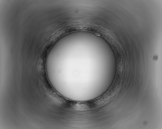 X0000099520270200805291217