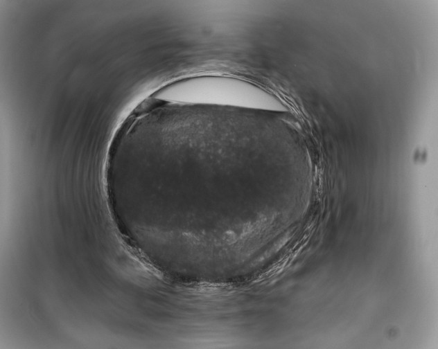 X0000099520292200805291217