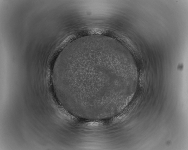 X0000099520314200805291217