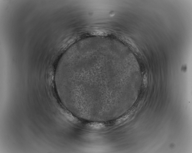 X0000099520322200805291217