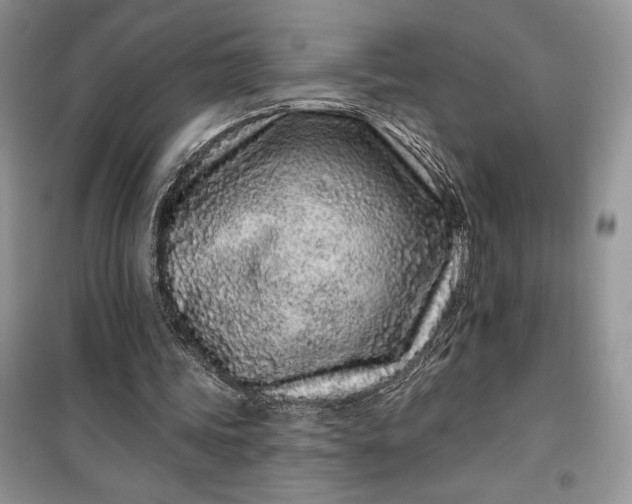 X0000099520339200805291216