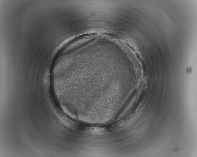 X0000099520348200805291216