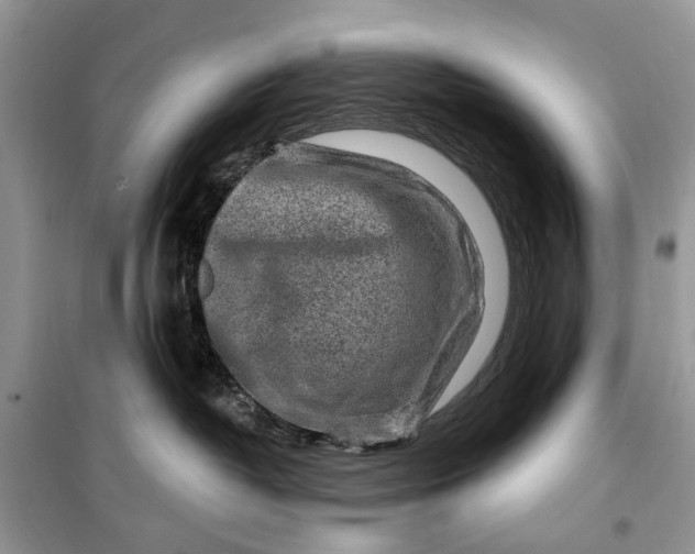 X0000099520382200805291216