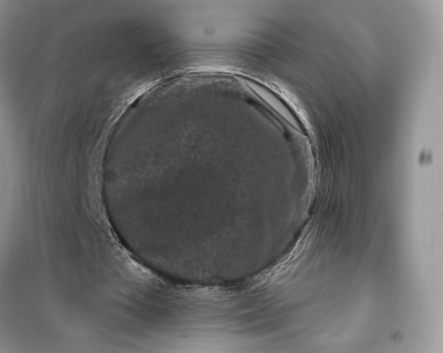 X0000099520385200805291216