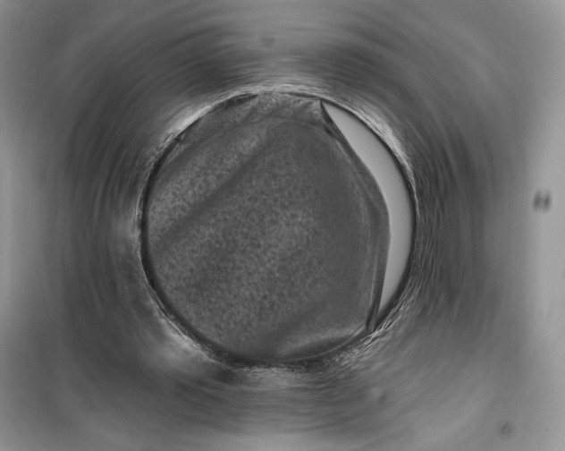 X0000099520389200805291216