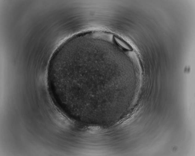 X0000099520391200805291216