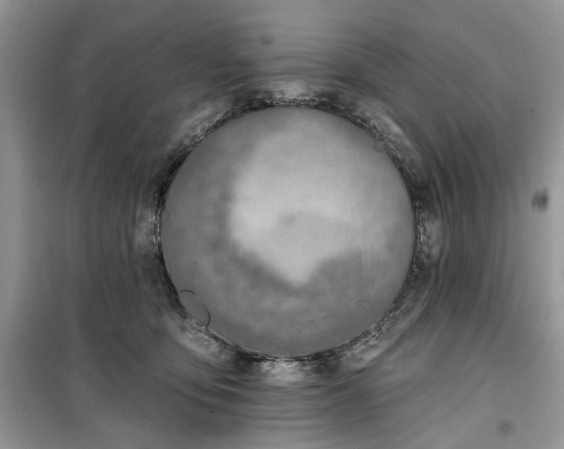 X0000099520419200805291215