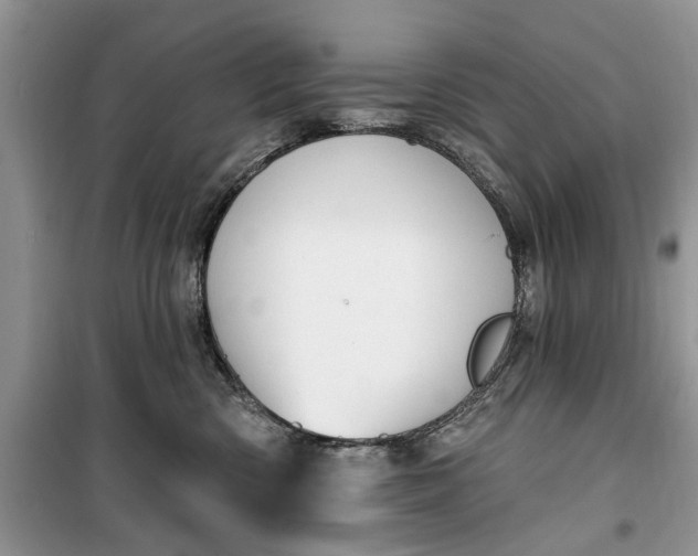 X0000099520426200805291215