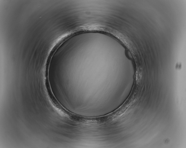 X0000099520438200805291215