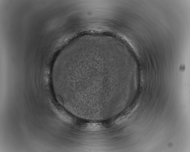 X0000099520451200805291215