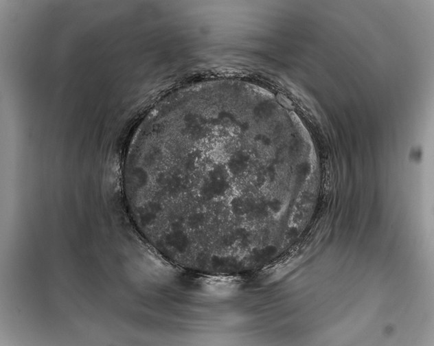 X0000099520465200805291215