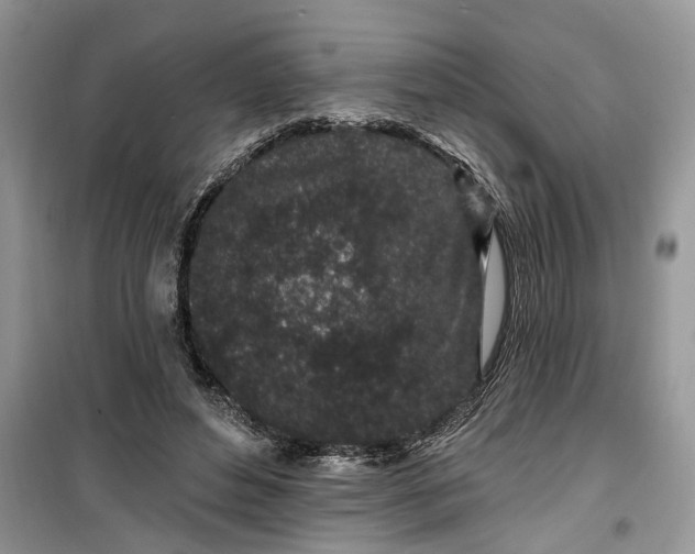 X0000099520496200805291214