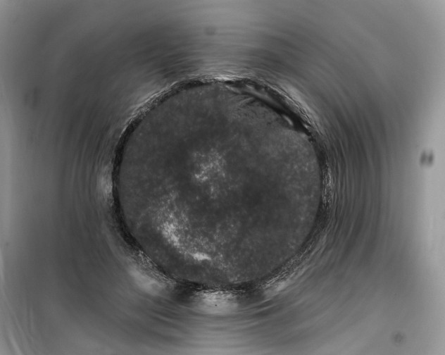 X0000099520500200805291214