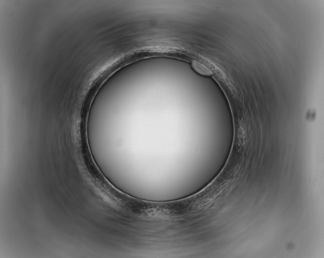 X0000099520535200805291213