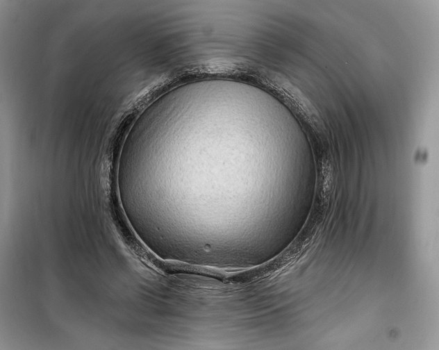 X0000099520542200805291213