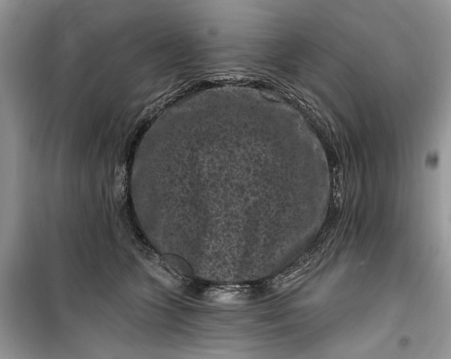 X0000099520563200805291213