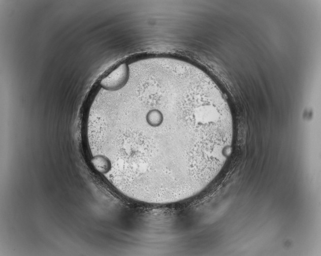 X0000099520584200805291213