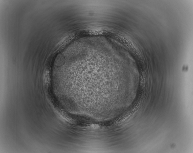 X0000099520598200805291213