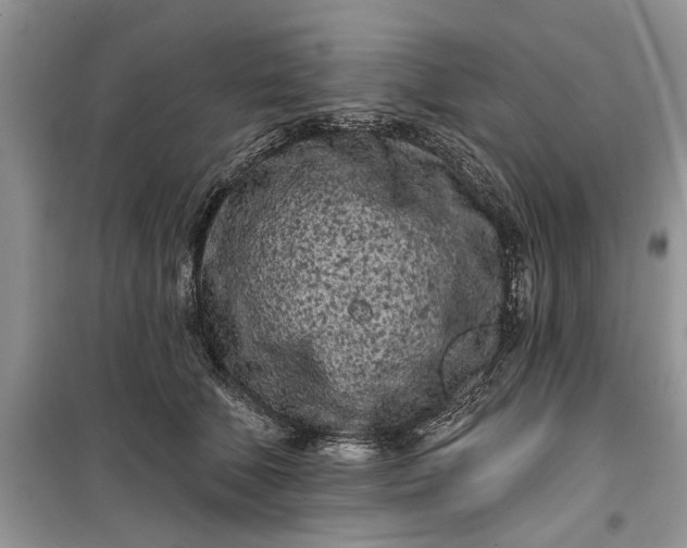 X0000099520610200805291212