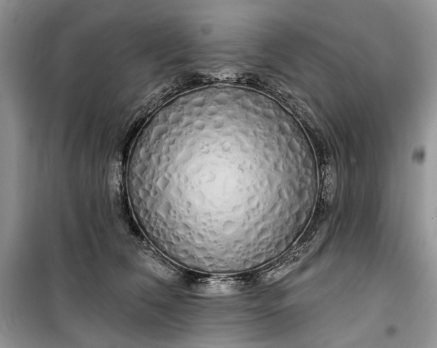 X0000099520612200805291212