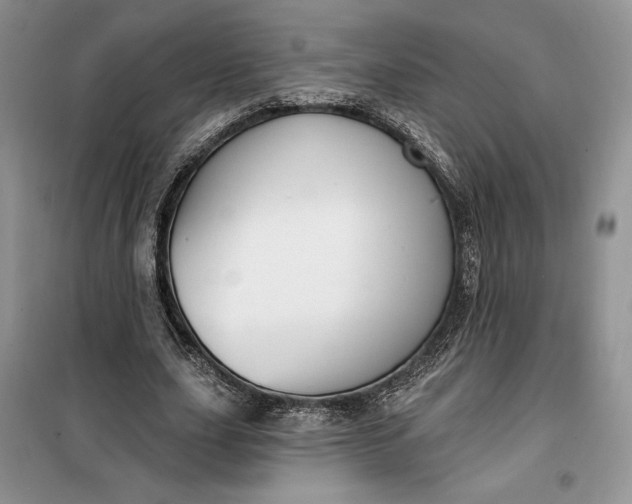 X0000099520631200805291212