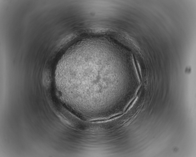 X0000099520644200805291212