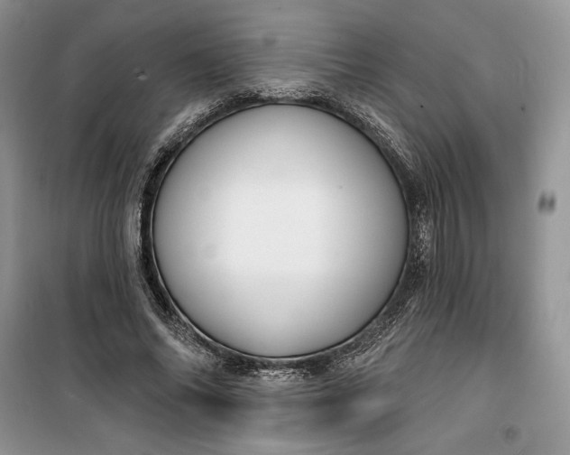 X0000099520686200805291211