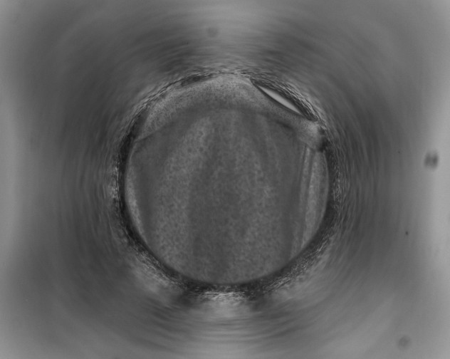 X0000099520689200805291211