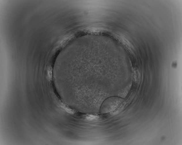 X0000099520718200805291211