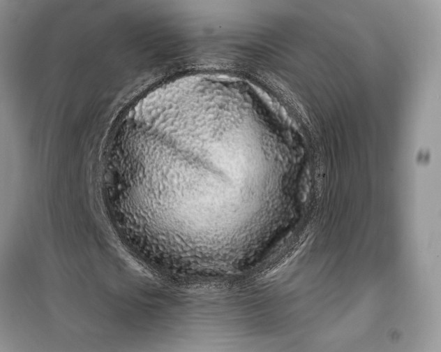 X0000099520721200805291210