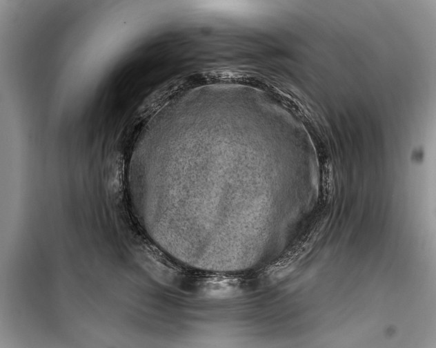 X0000099520760200805291211