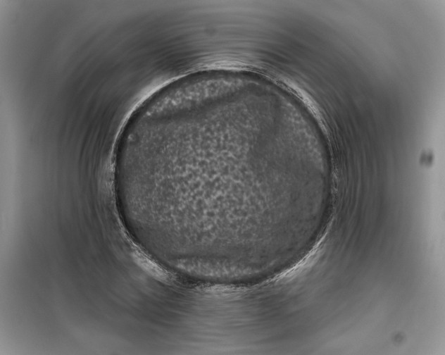 X0000099520779200805291210