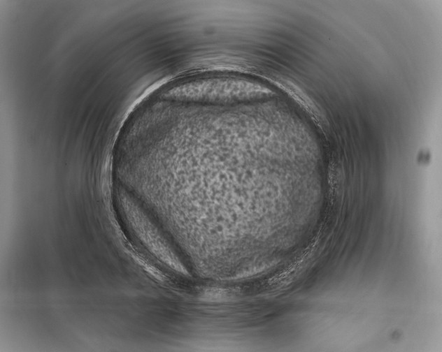 X0000099520790200805291210