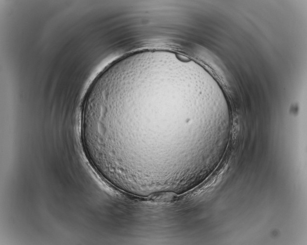 X0000099520804200805291210