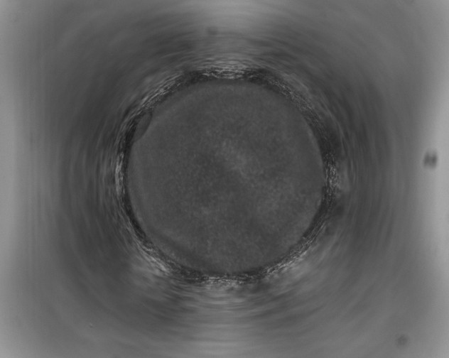 X0000099520818200805291209