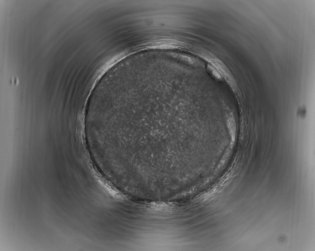 X0000099520850200805291209