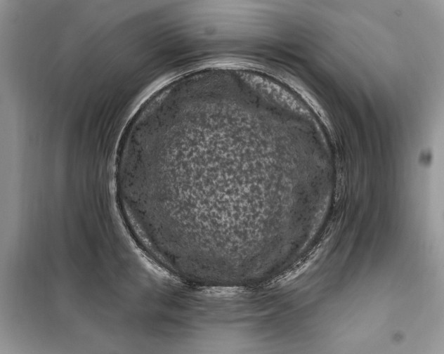 X0000099520853200805291209