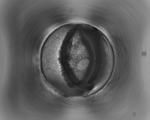 X0000099520864200805291209