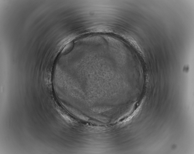 X0000099520881200805291209