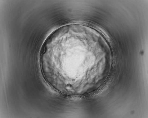 X0000099520907200805291208