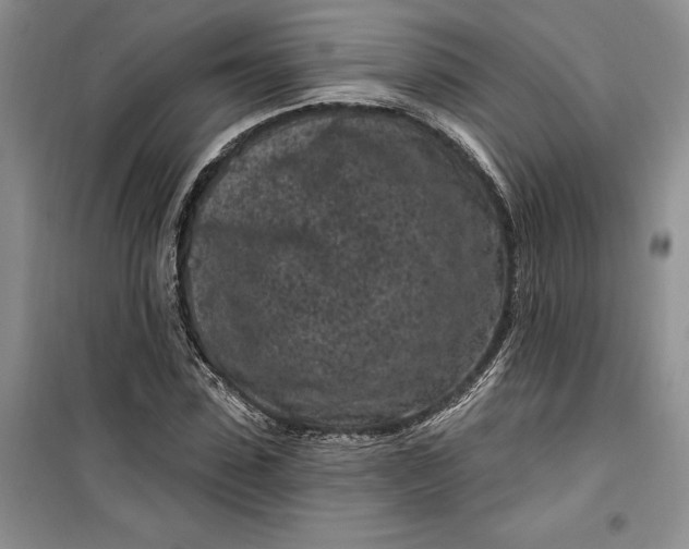 X0000099520923200805291208