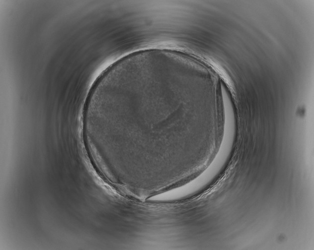 X0000099520944200805291208