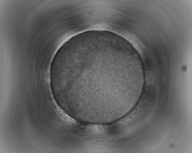 X0000099520950200805291208