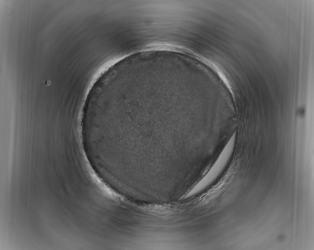 X0000099520995200805291207