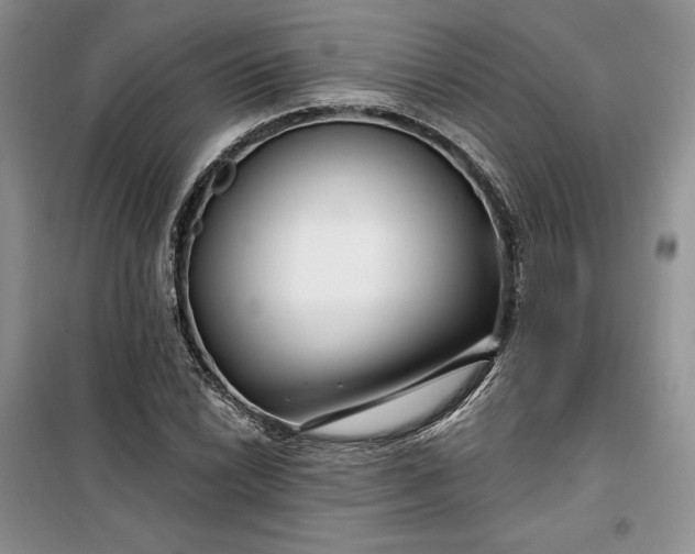 X0000099521022200805291207