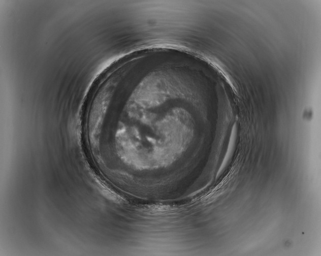 X0000099521024200805291207